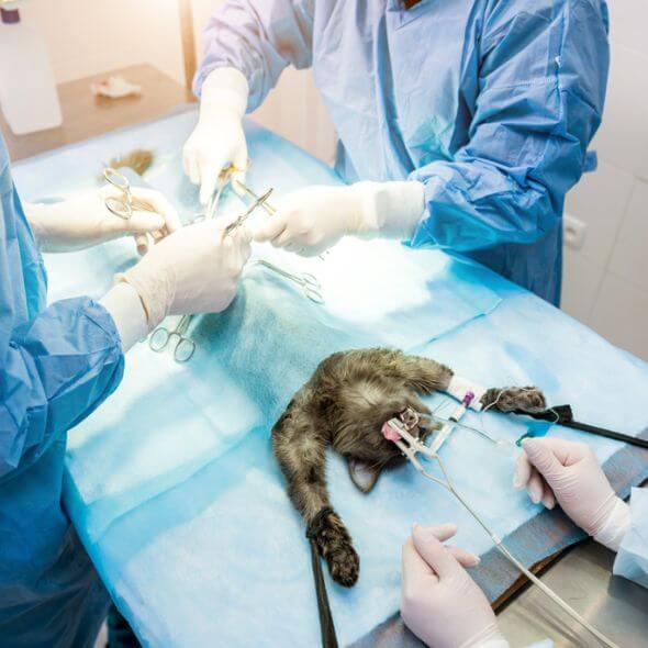 Szolgálatás oldal gyakori kérdések